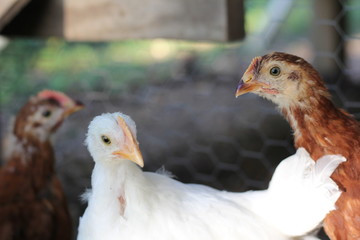 chickens in coop