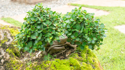 bonsai plant on the rock in the park