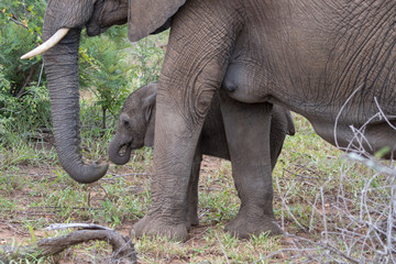 An elephant and calf pictured in the Timbavati Reserve, South Africa