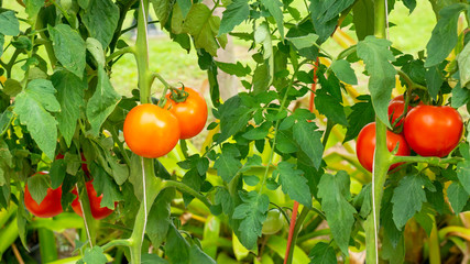 fresh tomatoes on the plant - 287422584