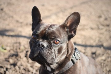 französische Bulldogge