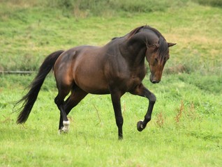 horse and foal