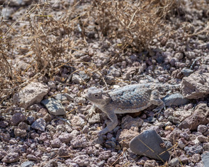 A desert horned lizard (Phrynosoma platyrhinos) has natural camouflague to blend in with the rock desert surface.