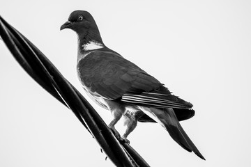 A close up black and white picture of a pigeon bird sitting on an high voltage electric wire.