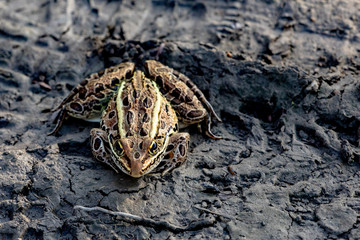 Brown and Gold Nothern Leopard Frog