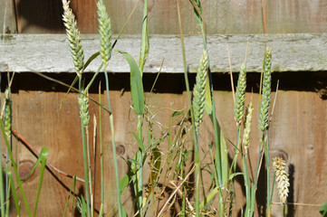 Barley wheat and fence background