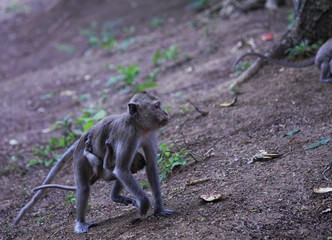 Wild animals or monkeys that are in tourist attractions in the middle of a forest, one of the tourist attractions are enjoying walking.