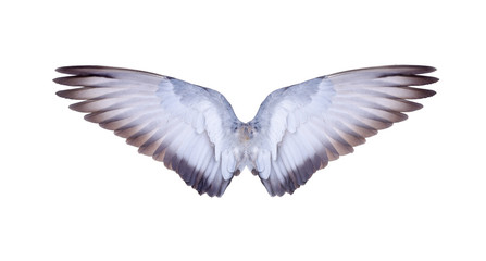 Wing of bird isolated on white background