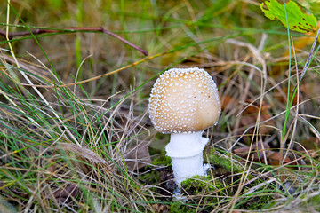 fly-agaric