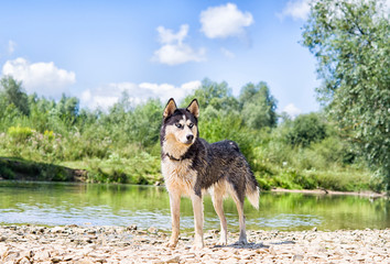 husky on lake