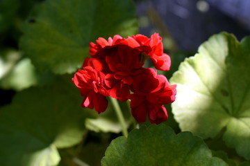 red flower in a garden