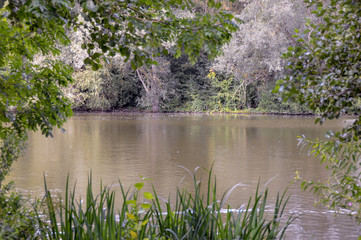 Looking at lake through bushes