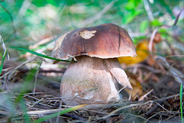 mushrooms in woods