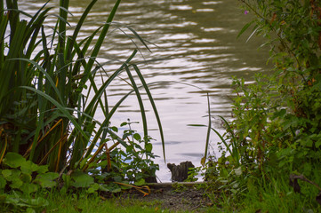 Reflection and ripples in a lake with foliage