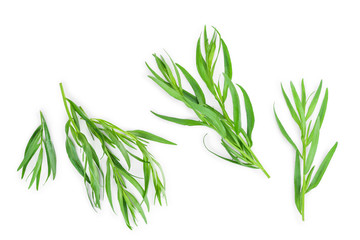 tarragon or estragon isolated on a white background. Artemisia dracunculus. Top view. Flat lay