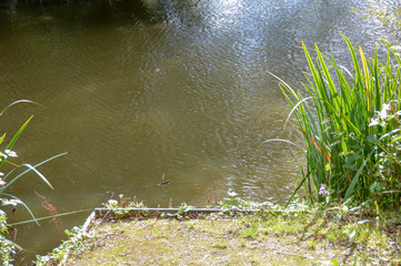 Reflection and ripples in a lake with foliage