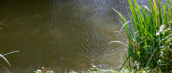 Reflection and ripples in a lake with foliage