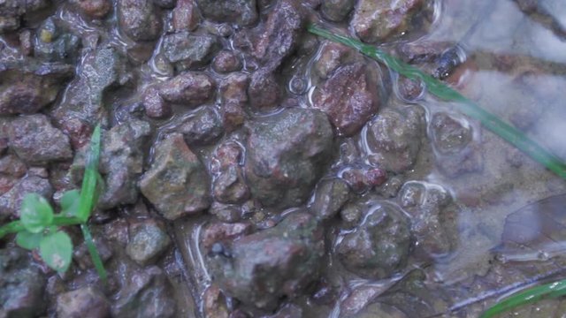 Formigas da Amaz&ocirc;nia