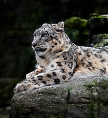 Snow leopard on the rock. Latin name - Uncia uncia