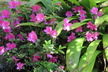 pink flowers in the garden