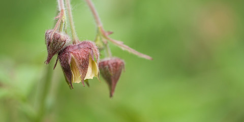 beautiful funny flower in a summer field