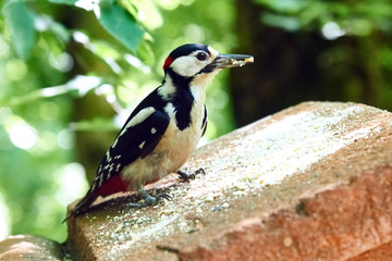 The woodpecker perched at a hollow. White-backed, male