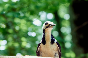 The woodpecker perched at a hollow. White-backed, male