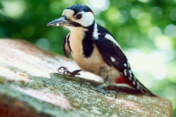 The woodpecker perched at a hollow. White-backed, male