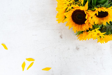 Sunflowers on white