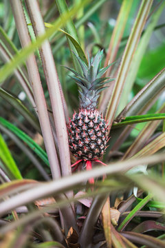 Close up pineapple tree in garden