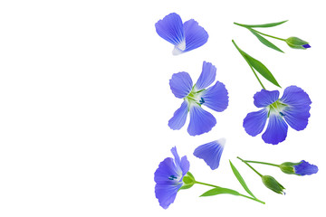 flax flowers or Linum usitatissimum on a white background with copy space for your text. Top view, flat lay
