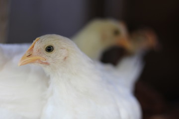 chickens in coop