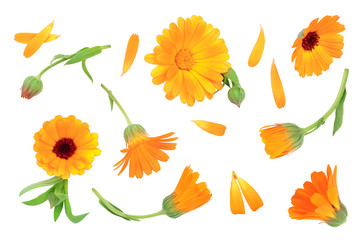 Calendula. Marigold flower isolated on white background with copy space for your text. Top view. Flat lay pattern