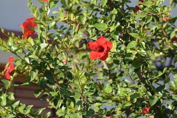 Beautiful summer flower, Cyprus garden
