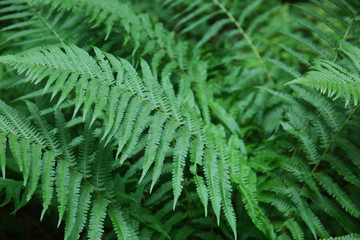 Green fern leaves in the forest