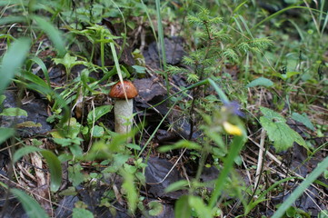 Natural mushroom orange-cap boletus in the forest macro 