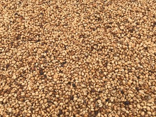 Dried Robusta parchment Coffee Beans