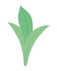 Isolated leaf design vector illustration