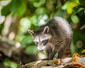 Baby racoon in the wild