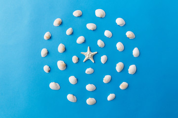 sealife and summer concept - different sea shells on blue background