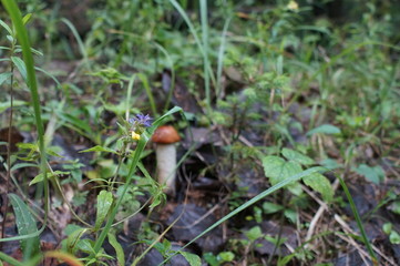 Natural mushroom orange-cap boletus in the forest macro 