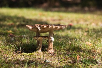 The fungus grows in the garden