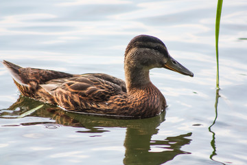 One wild duck swims in the lake water