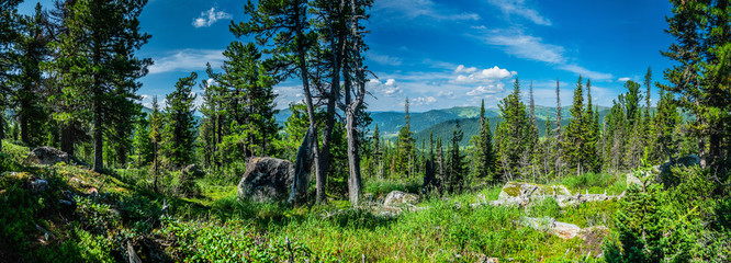 Panoramic sunny summer view in taiga forest over sayan mountains, Ergaki national park, Krasnoyarsk region, Siberia, Russia - obrazy, fototapety, plakaty