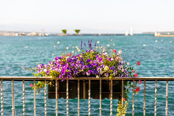 Fototapeta na wymiar Colorful flowers in basket on a fence