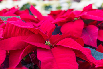 Close-up of Red Poinsettia flower, aka Christmas Star (Euphorbia Pulcherrima).