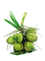 Group of green coconuts,coconut cluster isolated on white background