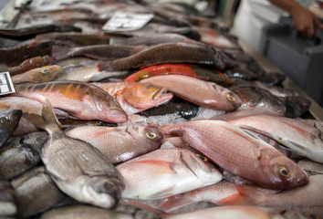 Fresh fish for sale at a fish market