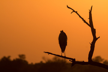 Sunset and and the Silhoutte of Birds at Keoladeo Bird Sanctuary, Bharatpur