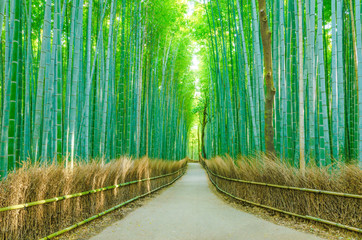 Bamboo forest ,Arashiyama Kyoto Japan.